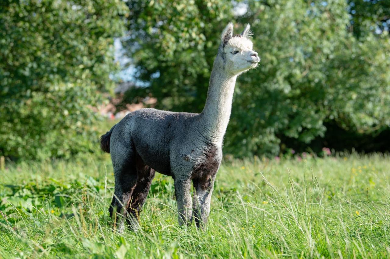 Villa Alpaca Fold Preston  Esterno foto