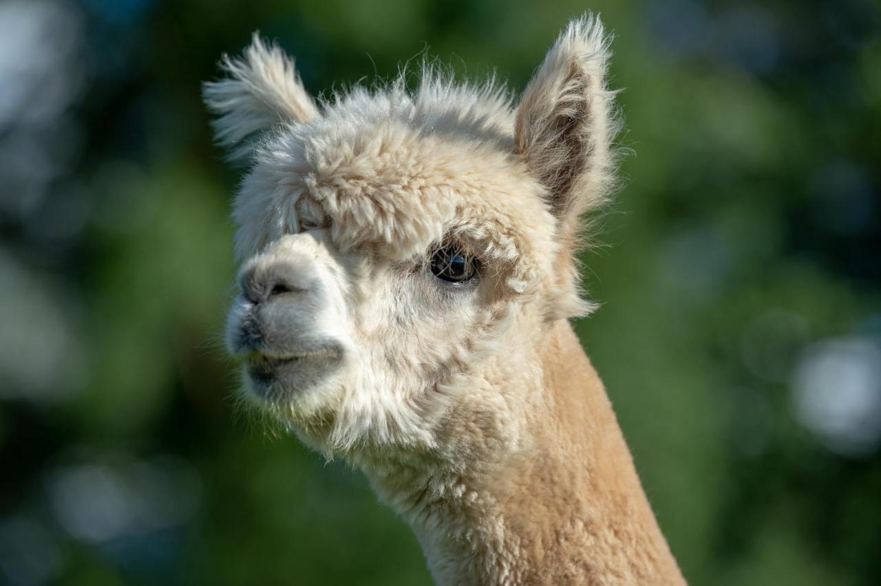 Villa Alpaca Fold Preston  Esterno foto