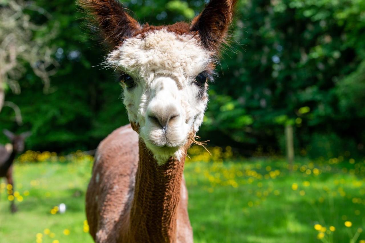Villa Alpaca Fold Preston  Esterno foto