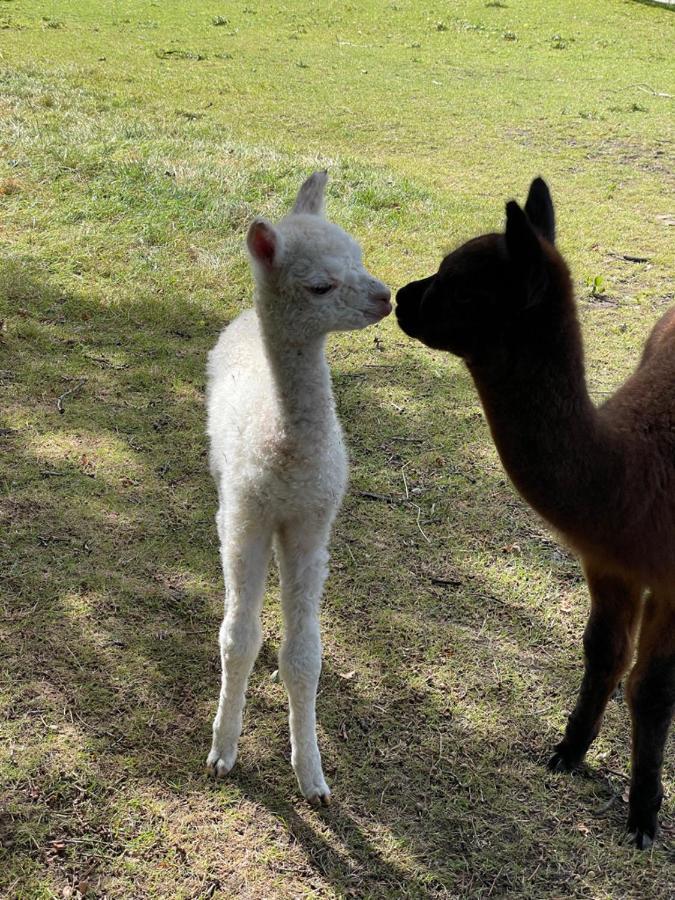 Villa Alpaca Fold Preston  Esterno foto
